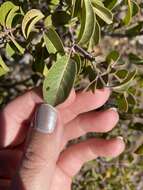 Sivun Rhus virens var. choriophylla (Wooton & Standl.) L. D. Benson kuva