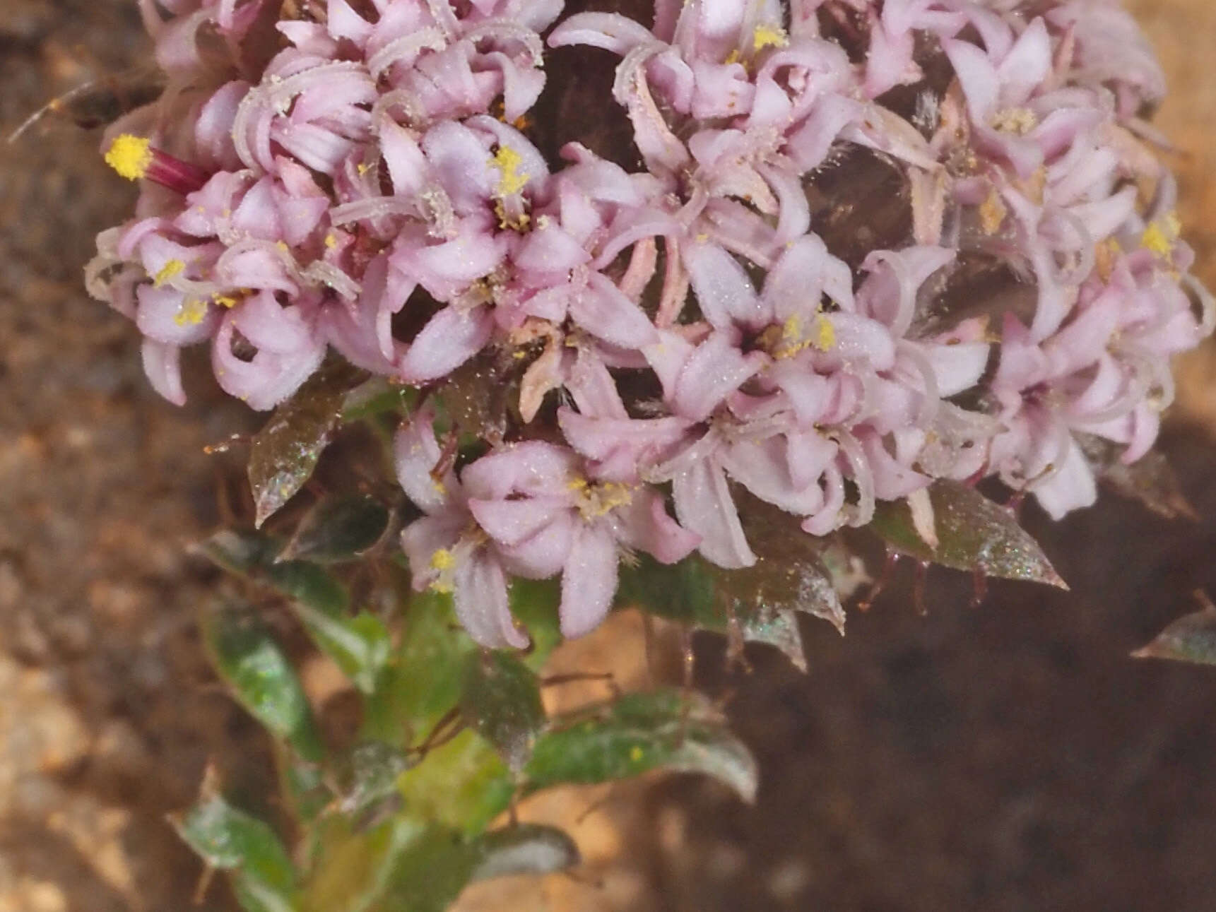 Image of Elytropappus hispidus (L. fil.) Druce