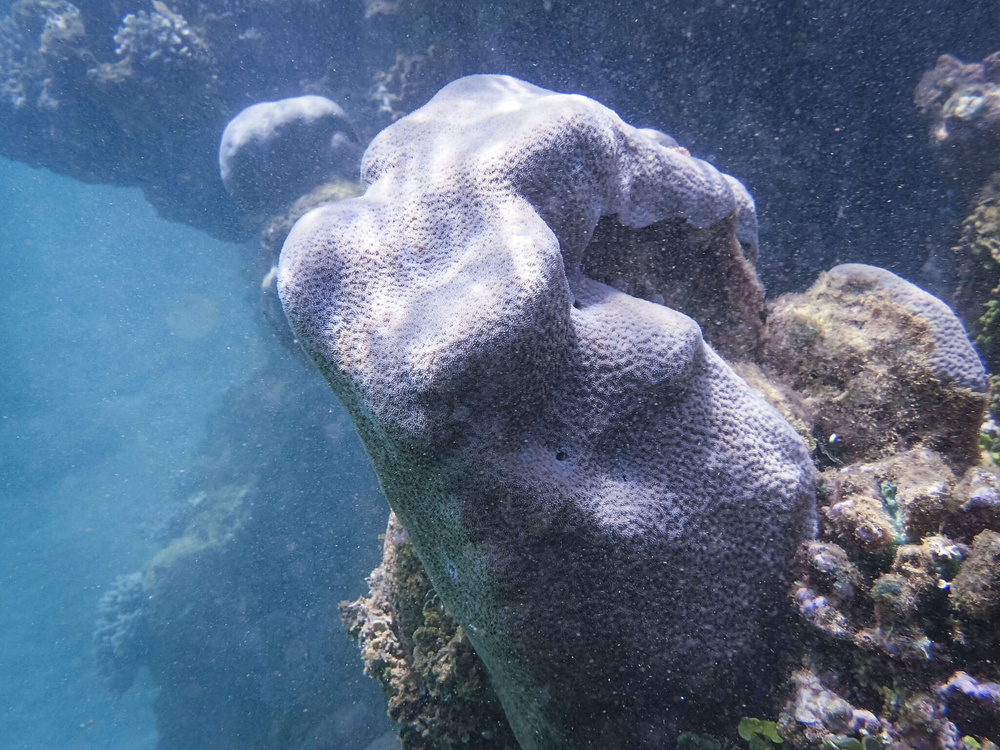 Image of Encrusting Sandpaper Coral