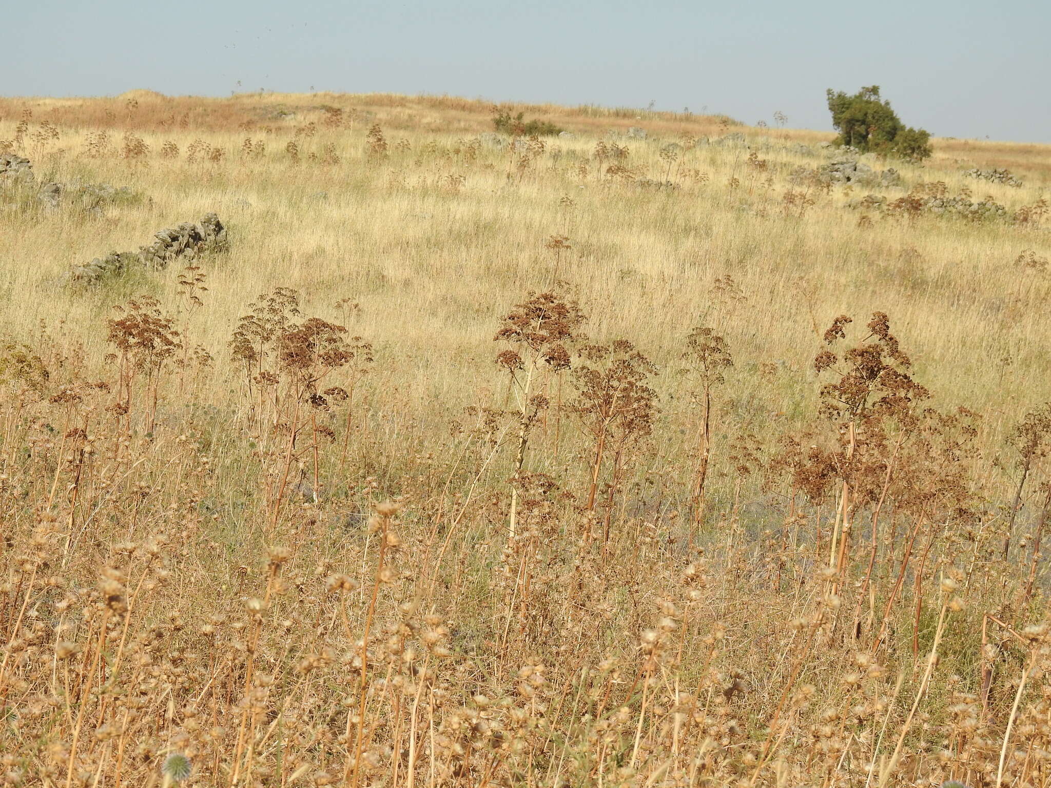 Image of Giant Fennel