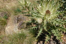 Image of Cirsium glabrum DC.