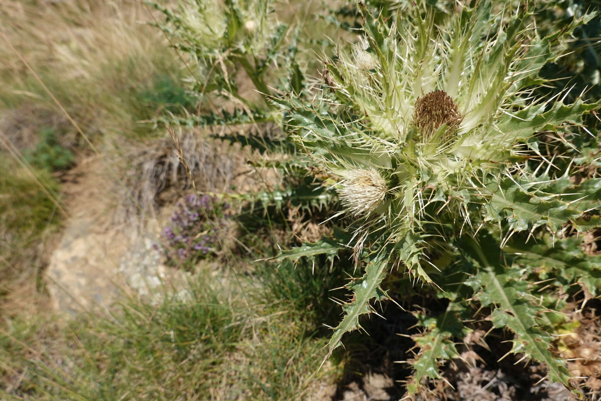 Image of Cirsium glabrum DC.