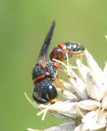 Image of Ectemnius rufipes (Lepeletier de Saint Fargeau & Brullé 1835)