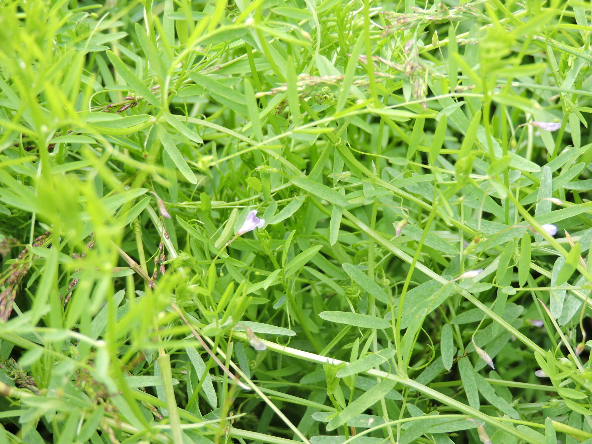 Image of lentil vetch