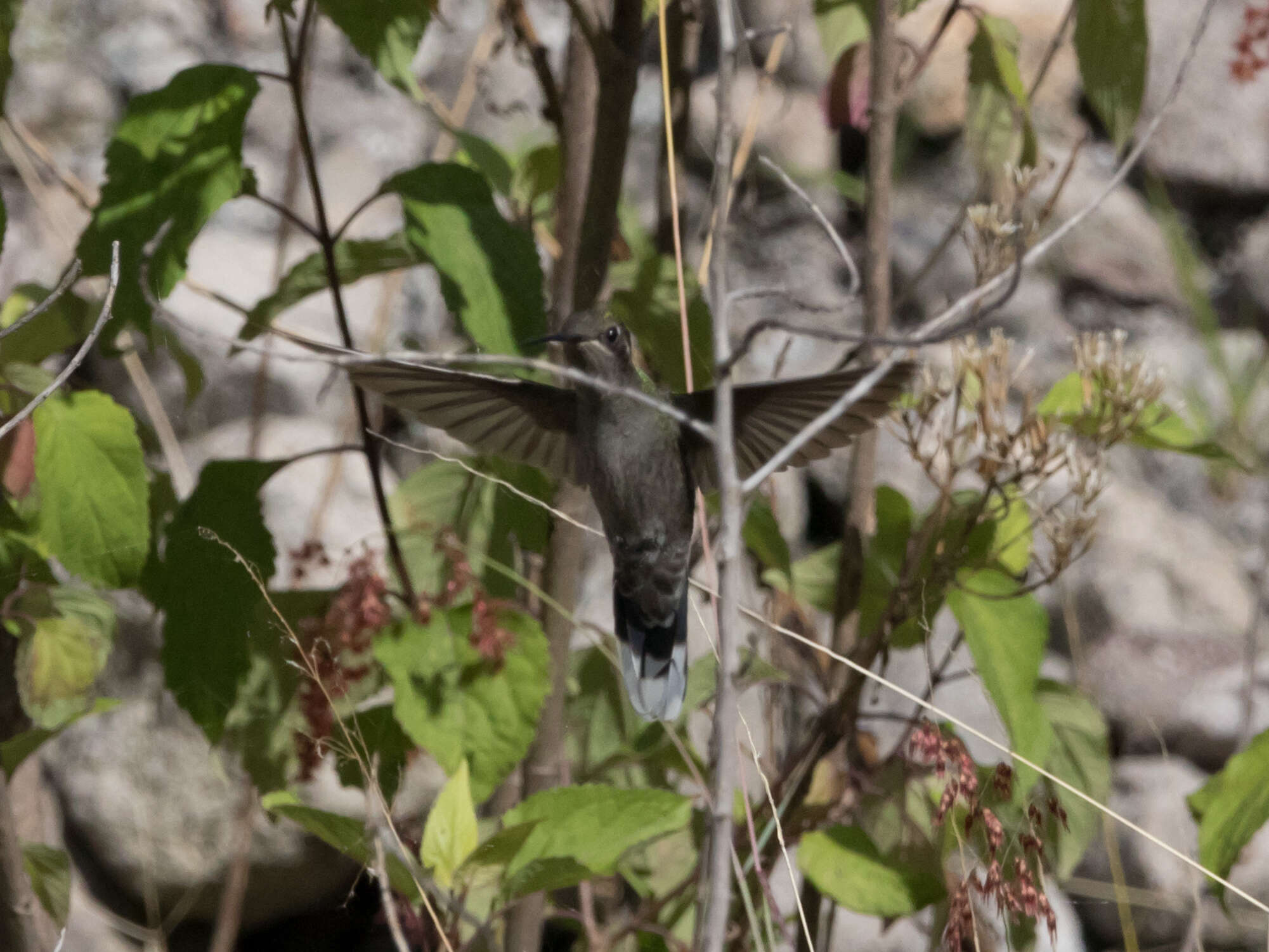Image of Blue-throated Hummingbird