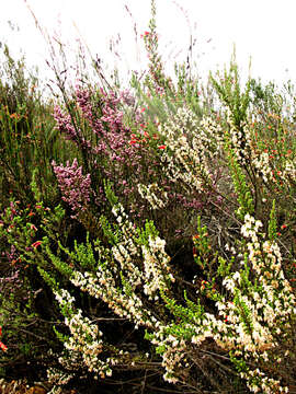 Image of Erica glomiflora Salisb.