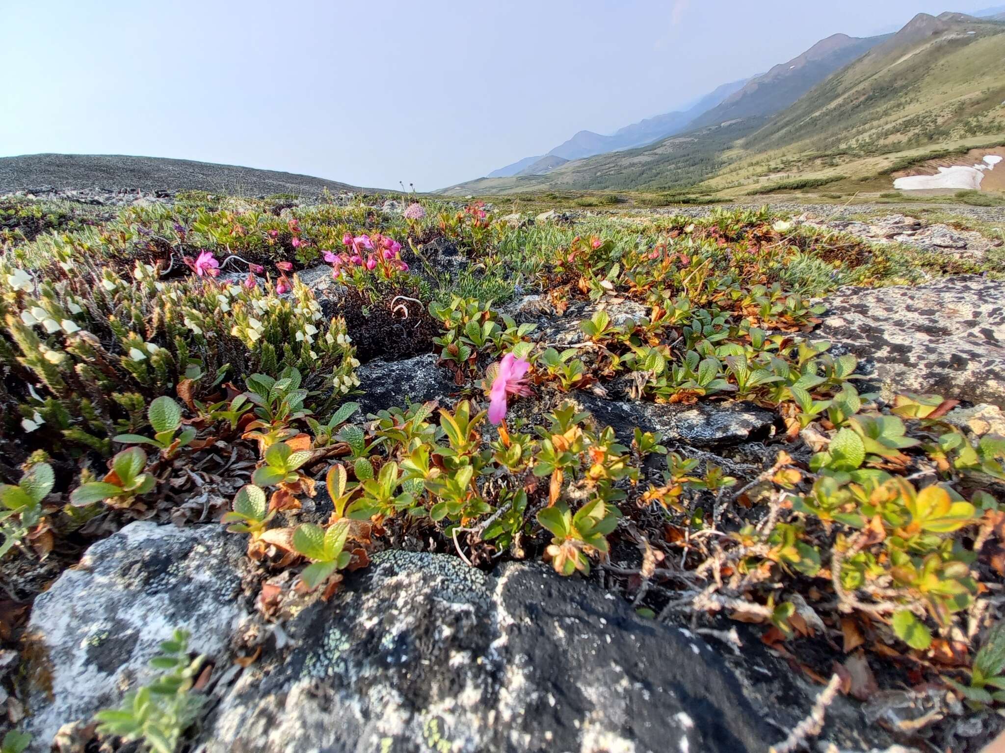 Слика од Rhododendron redowskianum Maxim.