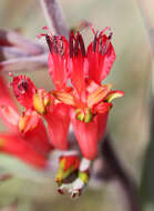 Image of Babiana hirsuta (Lam.) Goldblatt & J. C. Manning