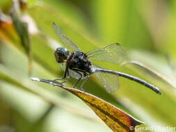 Imagem de Pornothemis starrei Lieftinck 1948