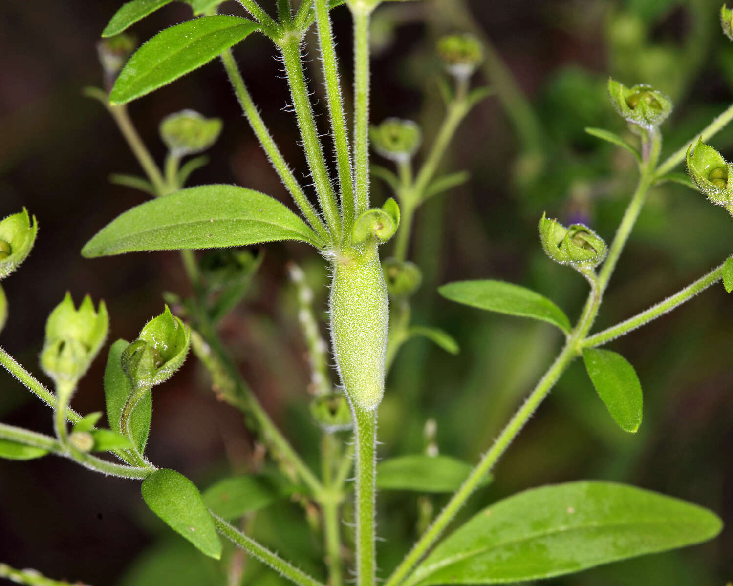 Image de Stagmatophora sexnotella (Chambers 1878)