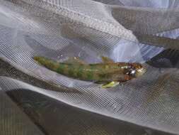 Imagem de Etheostoma blennioides Rafinesque 1819