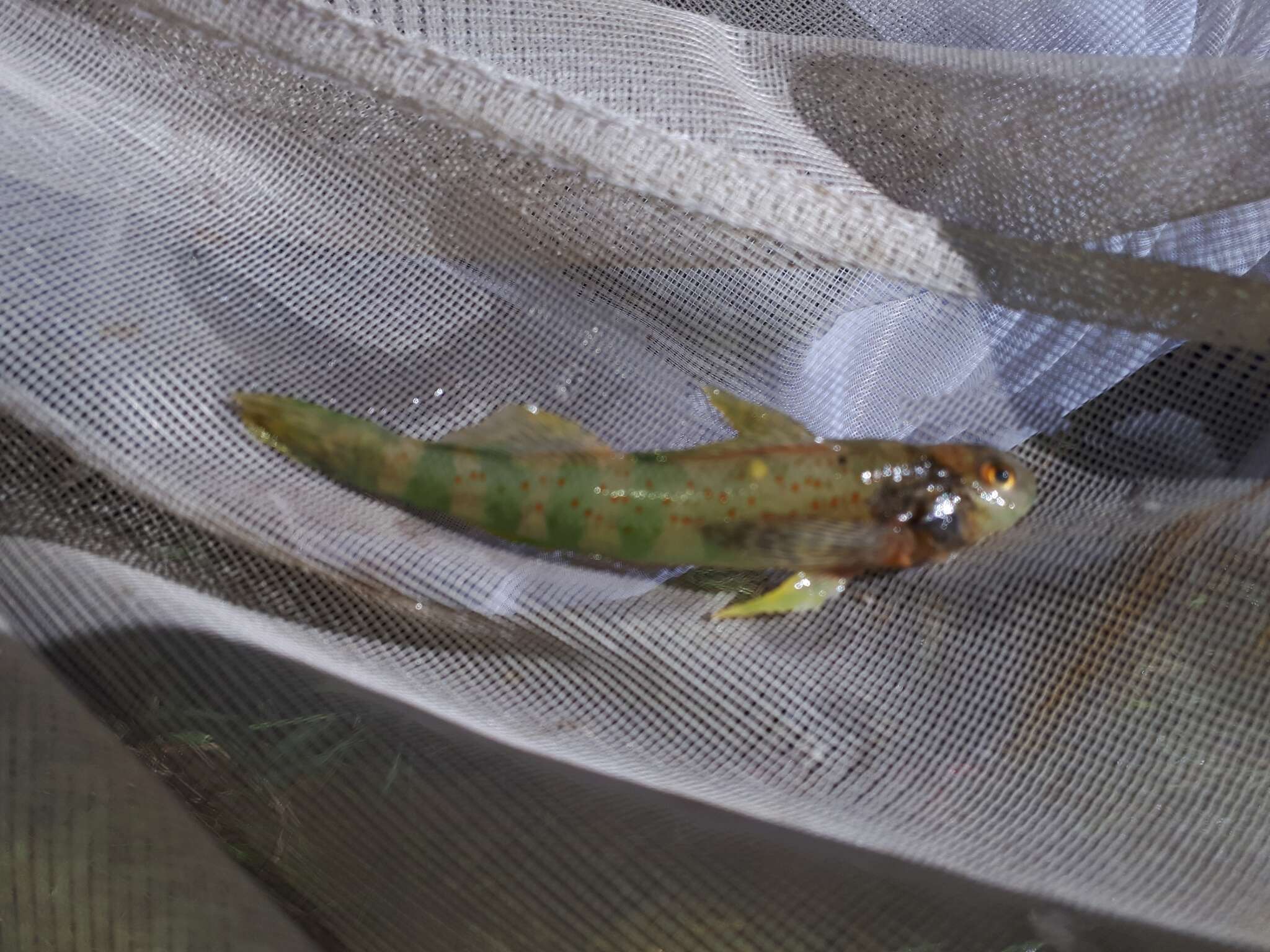 Слика од Etheostoma blennioides Rafinesque 1819