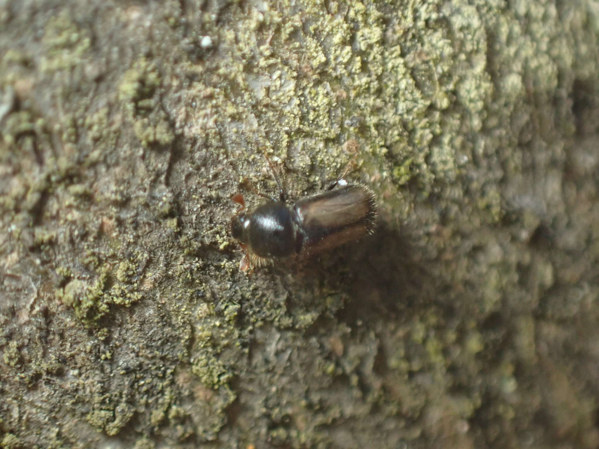 Image of European hardwood ambrosia beetle