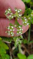 Image of Drummond's nailwort