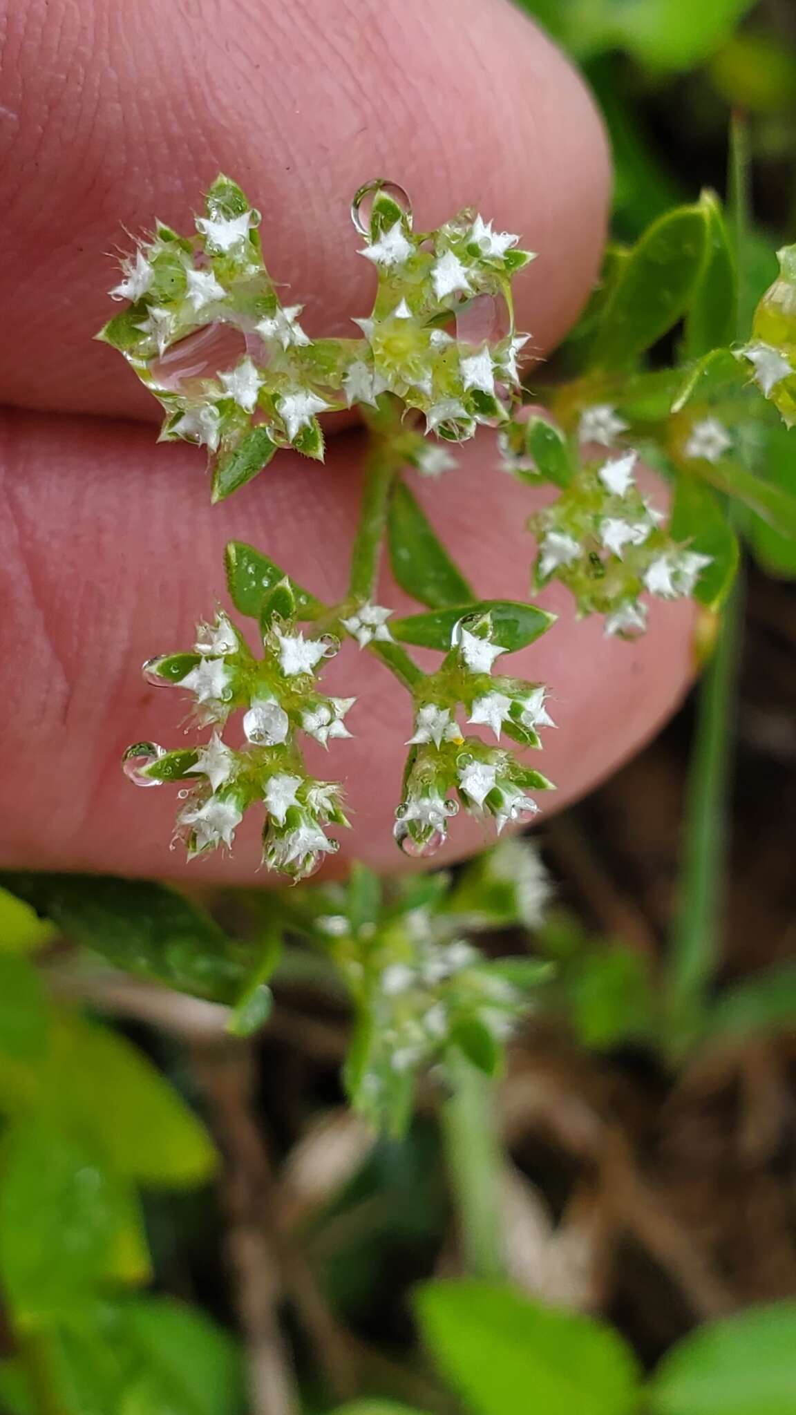 Sivun Paronychia drummondii Torr. & Gray kuva