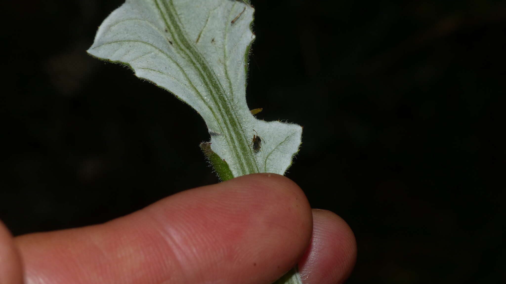 Image of Lasiosomus lasiosomoides (Bergevin & E. 1930)