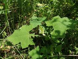 Smallanthus maculatus (Cav.) H. Rob. resmi