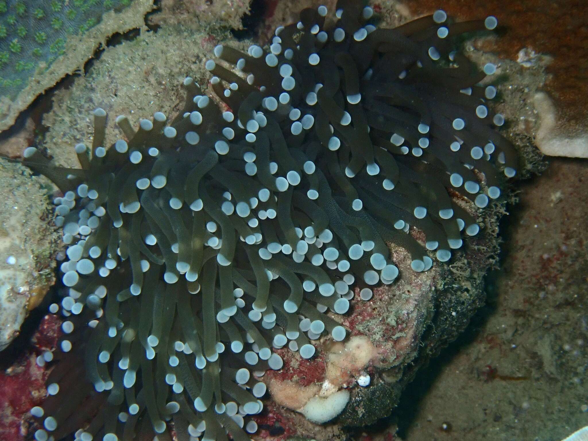 Image of Stony coral