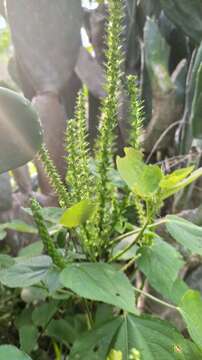 Imagem de Acalypha polystachya Jacq.