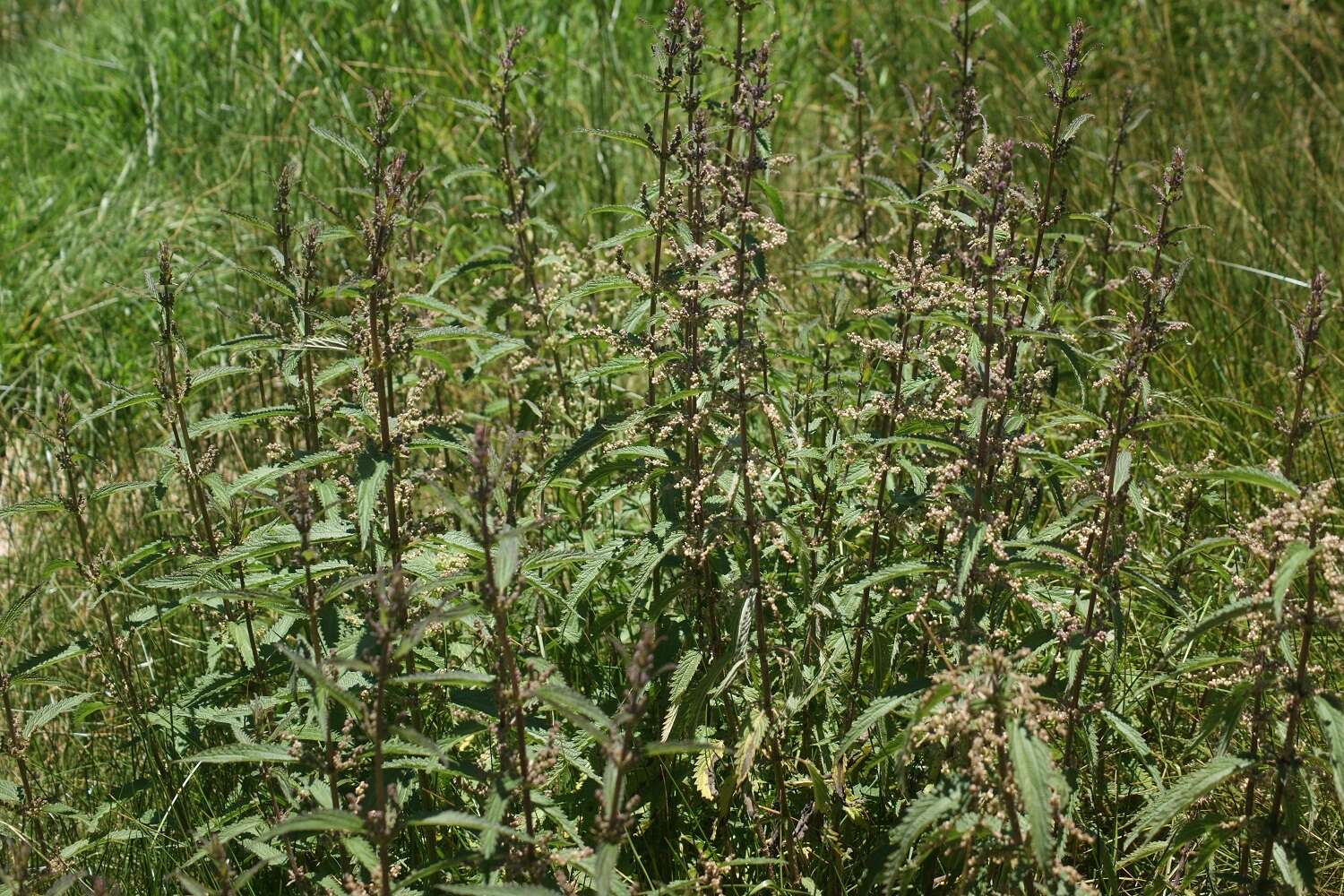 Image of Urtica angustifolia Fisch. ex Hornem.