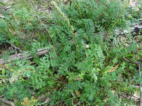 Image of Acaena echinata Nees