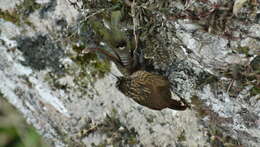 Image of Buff-throated Woodcreeper