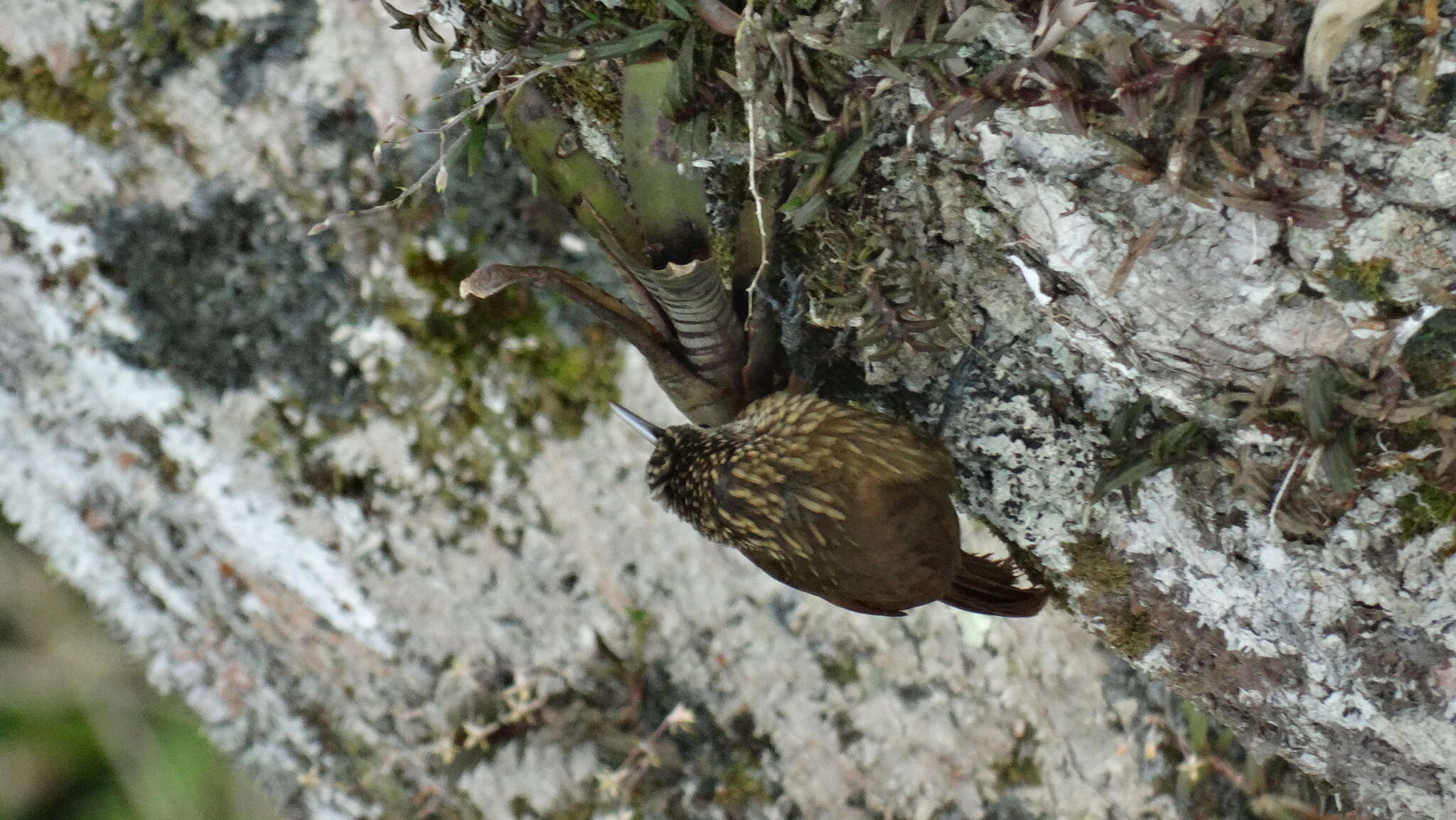 Plancia ëd Xiphorhynchus guttatus (Lichtenstein & Mhk 1820)