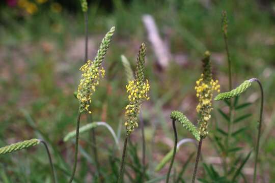 Imagem de Plantago maritima subsp. serpentina (All.) Arcangeli