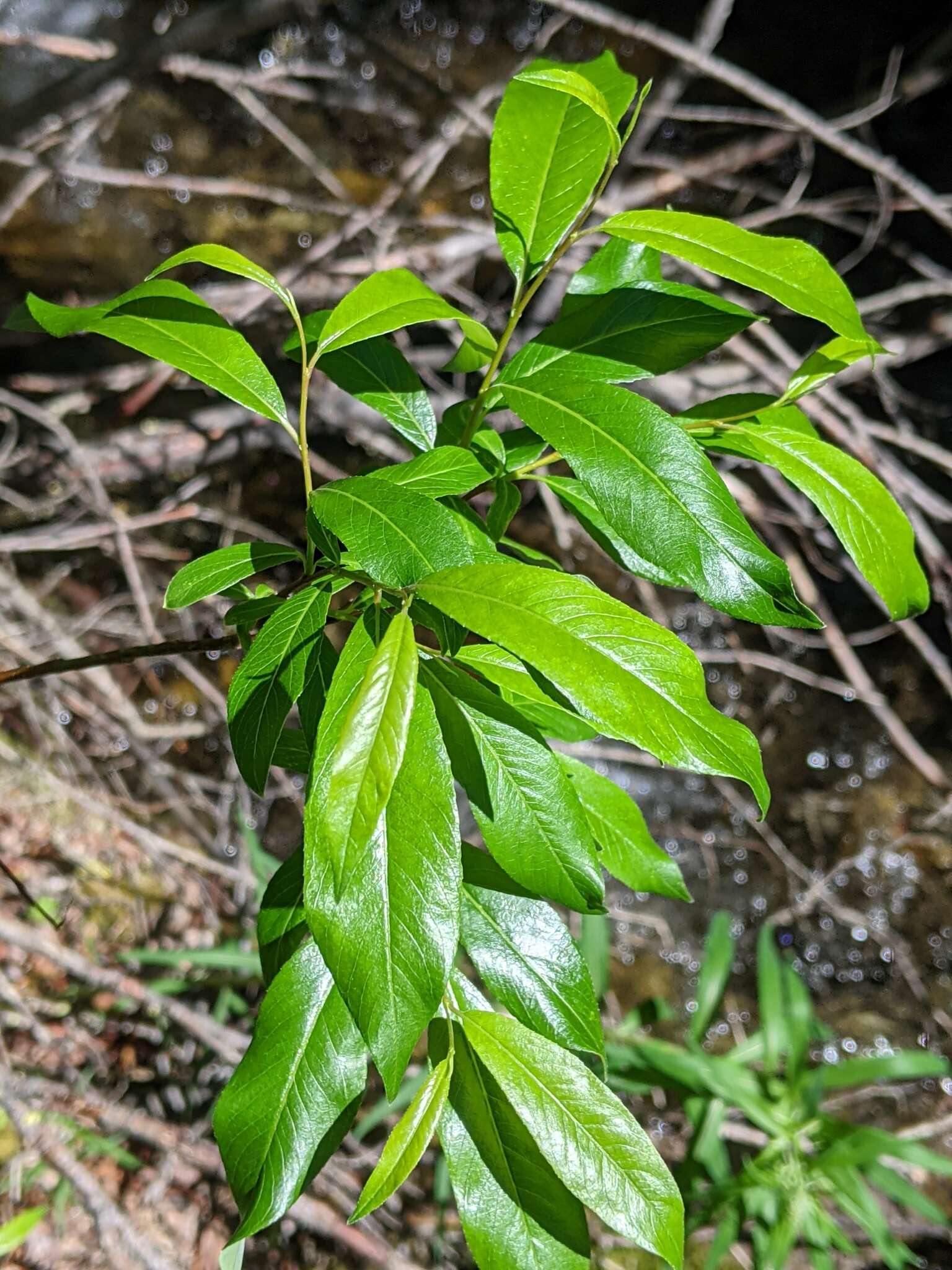 Image of littletree willow