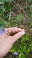 صورة Wahlenbergia violacea J. A. Petterson