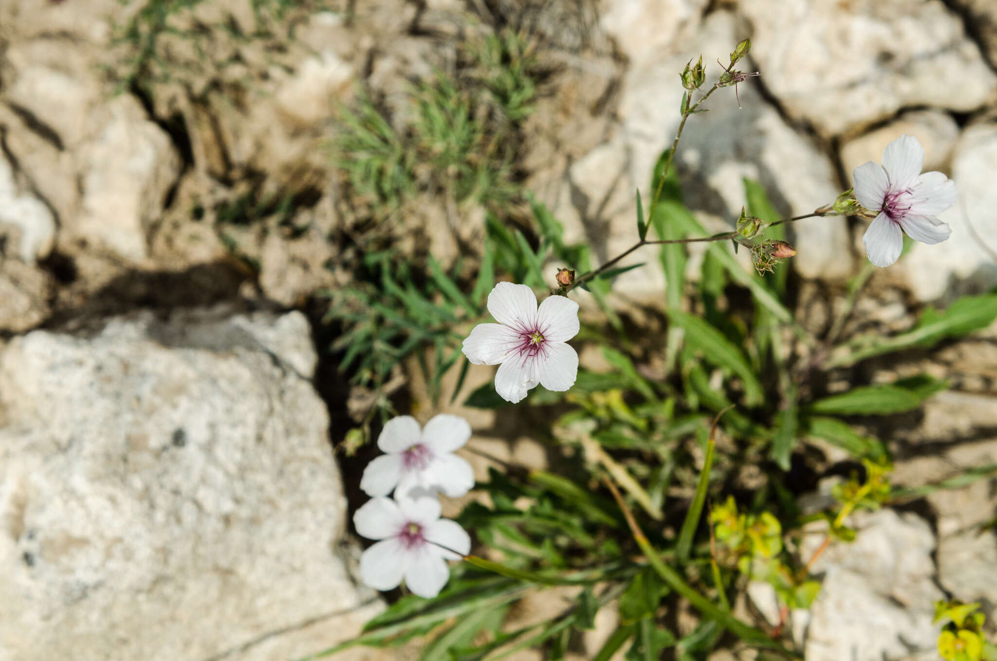 صورة Linum tenuifolium L.