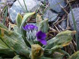 Plancia ëd Primula macrophylla D. Don