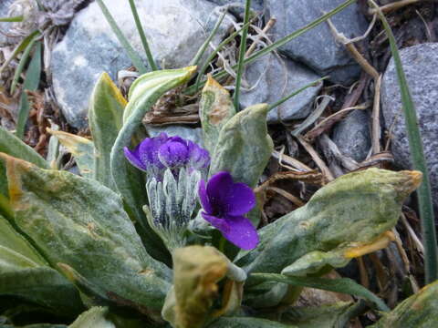 Plancia ëd Primula macrophylla D. Don