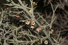 Imagem de Colletia spinosissima J. F. Gmel.