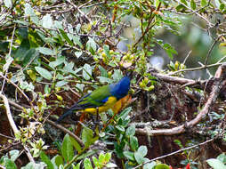 Image of Black-chested Mountain Tanager