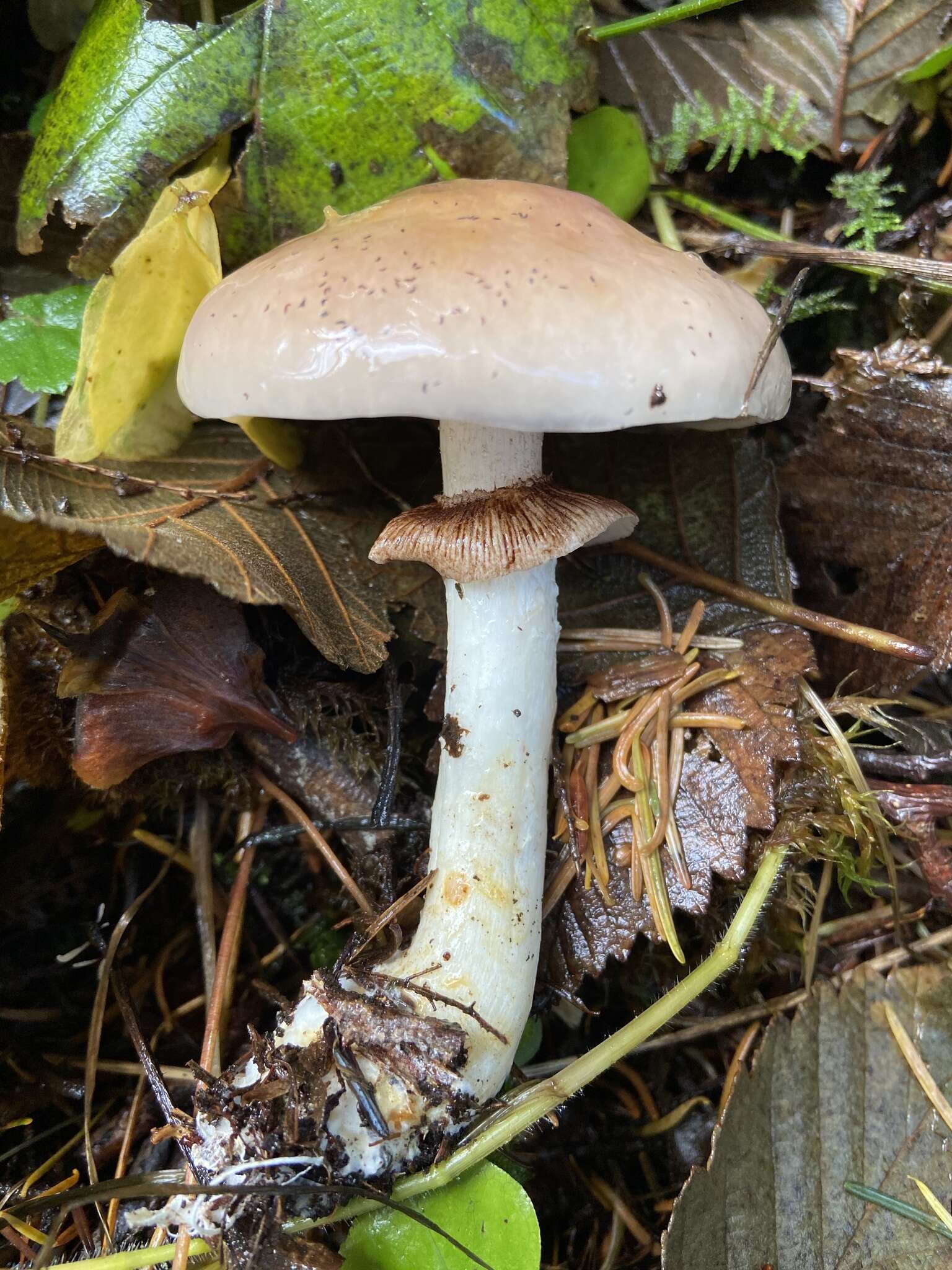 Image of Stropharia albivelata (Murrill) Norvell & Redhead 2000