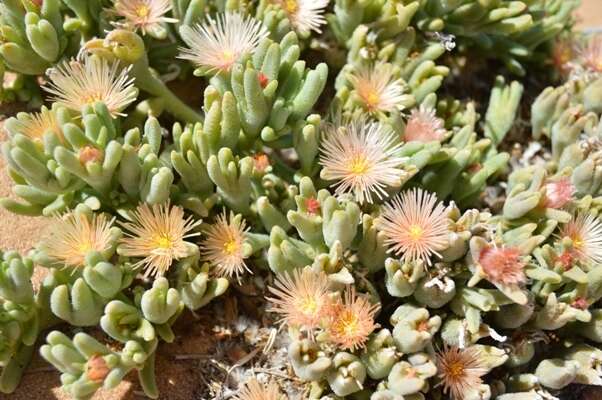 Image of Mesembryanthemum oculatum N. E. Brown