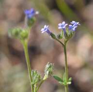 Plancia ëd Allophyllum gilioides subsp. gilioides