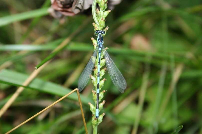 Coenagrion lanceolatum (Selys ex Selys & McLachlan 1872) resmi