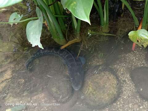 Image of Giant Snakehead