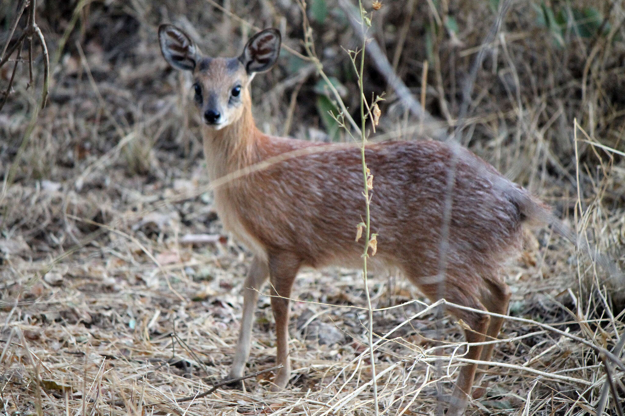 Image of Sharpe's Grysbok