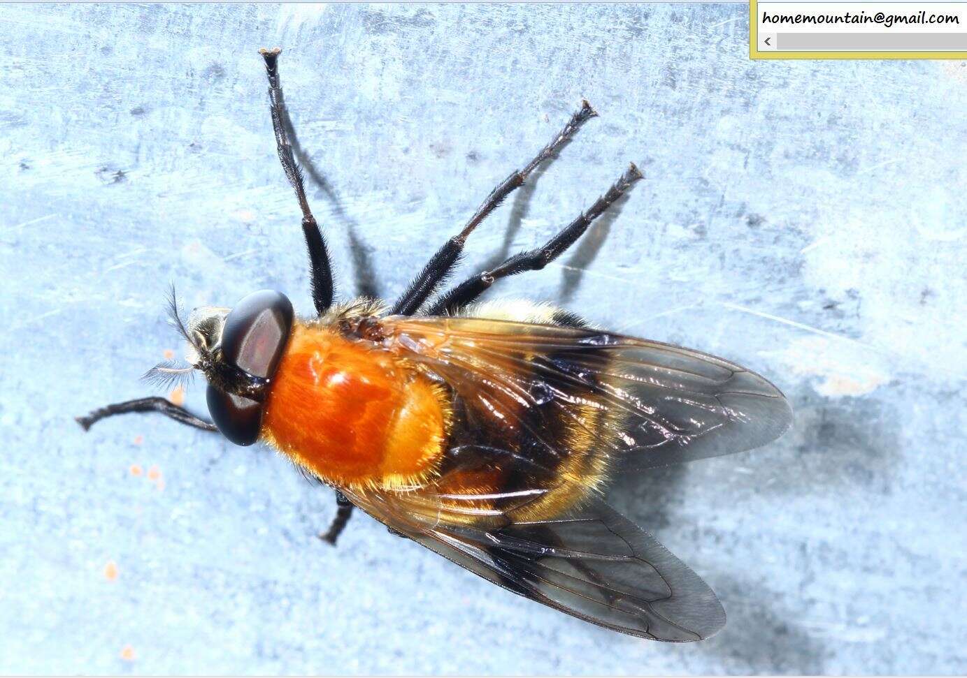 Image of Volucella jeddona Bigot 1875