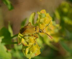 Image of Brachycoleus pilicornis (Panzer 1805)