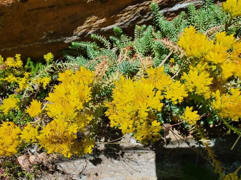 Image of Petrosedum montanum (Song. & Perr.) V. Grulich