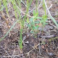 Image of Texas flax