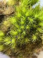Image of brittle swan-neck moss
