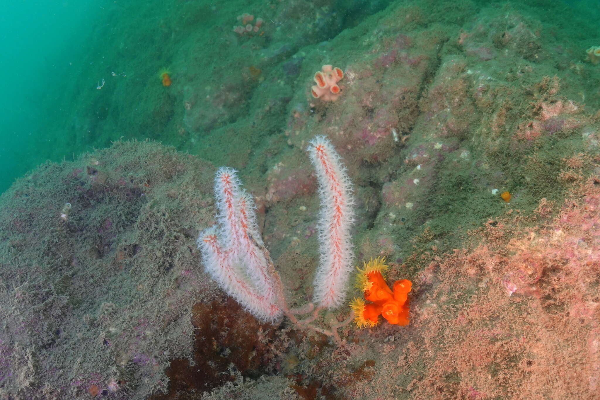 Image of tree coral