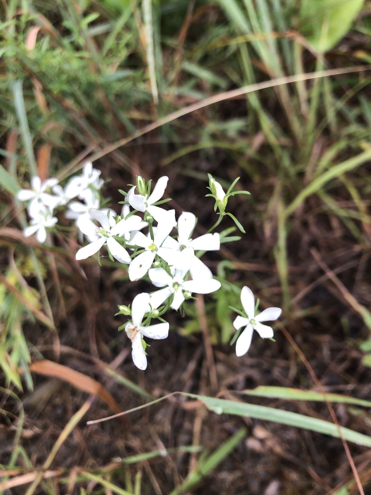 Sabatia quadrangula Wilbur resmi