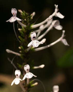 Image of Pseuderanthemum ludovicianum (Büttn.) Lindau