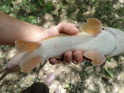 Image of Black Redhorse